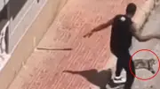 Colombiano expulsado de España por asesinar a golpes a la gata de su expareja