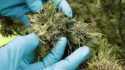 Comisión Primera de Cámara aprueba proyecto para regular cannabis recreativo