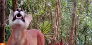 Comunidad de La Plata avista 19 especies de fauna en restauración ambiental en Bahía Málaga