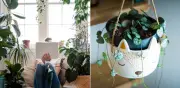 Cuatro plantas colgantes que sobreviven con pocos cuidados en casa