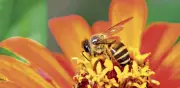 Día Mundial de las Abejas 2026: el impacto de su desaparición en los alimentos