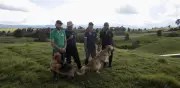 De fumigar con veneno a criar cerdos 'promiscuos': la transformación ganadera en Antioquia
