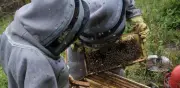 De la minería a la miel: la apicultura transforma California, Santander