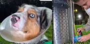 Denuncian grave lesión a perro por pin de caneca en Bogotá