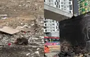 Denuncian invasión de ratas en inmediaciones del metro de Bogotá