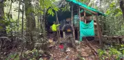 Desmantelan complejo de coca del Clan del Golfo en Santander