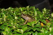 Dos nuevas especies de ranas descubiertas en Farallones de Cali