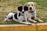 Dos perritas inseparables buscan hogar tras ser desalojadas de gasolinera en Cundinamarca