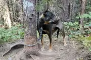 Drones con cámaras térmicas revolucionan la protección animal en Polonia