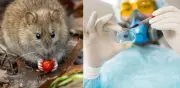 EE.UU. pondrá en cuarentena a pasajeros de crucero en Nebraska por hantavirus