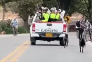 Ejército niega abandono de perros en vía Mondoñedo, Bogotá