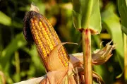 El maíz: origen, propiedades, usos y cómo cultivarlo en casa