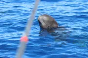 El ruido de embarcaciones afecta la comunicación de ballenas piloto
