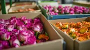 El viaje de las flores colombianas que conquistan el mundo en el Día de la Madre