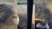 Emergencia ambiental en ciénaga El Llanito por lluvias y posible contaminación