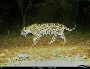 Expedición nocturna tras los jaguares del Magdalena Medio santandereano