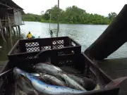 Familias de Nariño dejan coca por cacao y pesca artesanal con apoyo de FAO