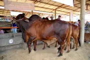 Feria Ganadera de El Socorro 111: economía y tradición