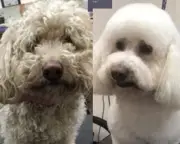 Fundación en Los Ángeles transforma perros callejeros con peluquería gratuita