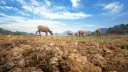 Ganadería regenerativa: el suelo fértil como solución climática