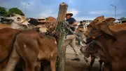 Ganaderos de Antioquia amenazan con paro por fallas en sistema SINIGAN V6