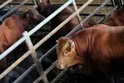 Ganaderos del Caribe enfrentan crisis por sequía y altos costos