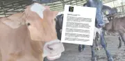 Ganado de narcos en custodia de la SAE: piden suspender contrato millonario