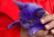 Gatito cubierto de pintura es rescatado en Bolivia; piden ayuda