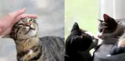 Gatos celosos: cómo manejar la llegada de otro felino al hogar