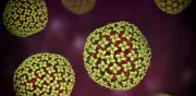 Hantavirus: lo que aún desconocen científicos sobre el virus Andes tras brote en crucero