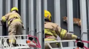 Heroico rescate de un gato a siete metros de altura en Cali
