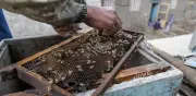 Hesa Shebshir: el pueblo egipcio que vive de la miel y las abejas