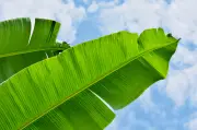 Hoja de plátano: tradición, usos culinarios y beneficios medicinales