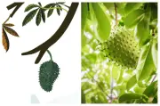 Hojas de guanábana: usos medicinales y cómo prepararlas en infusión