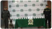 Incautan 21 kilos de marihuana en latas de fríjoles en El Dorado