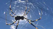Joven mordido por araña en Santander es dado de alta tras recibir suero de México