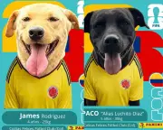 Álbum tipo Panini del Mundial con perros rescatados busca hogar