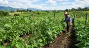 Liborina, el pueblo antioqueño que produce el mejor fríjol cerca de Medellín