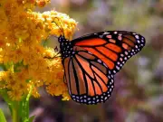 Libro interactivo sobre mariposas une ciencia, arte y educación en Bucaramanga