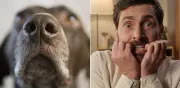 ¿Los perros pueden oler el miedo en los humanos? Esto dice la ciencia