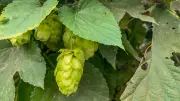Lúpulo: la planta detrás de la cerveza que conquista Colombia