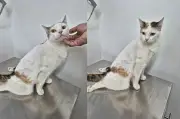 Múú, la gata rescatada en Soacha que lucha por volver a caminar