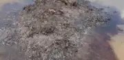 Manchas de crudo en ciénaga de Barrancabermeja amenazan manatíes
