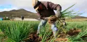 MinAgricultura responde a Contraloría sobre APPA y señala imprecisiones