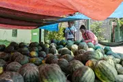 Misteriosa muerte de familia en India tras comer sandía con veneno letal