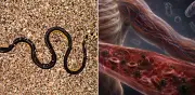 Mortal y rara: la serpiente marina que puede matar a 100 personas con una dosis
