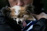 Muere a los 30 años el perro considerado 'el más viejo del mundo'