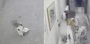 Mujer condenada por arrojar pintura a su cuñada el día de su boda