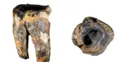 Neandertales perforaban caries con taladros de piedra hace 60.000 años