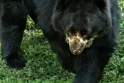 Oso andino: especie sombrilla en peligro y su conservación en Colombia